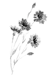 kisspng-cornflower-drawing-watercolor-pa