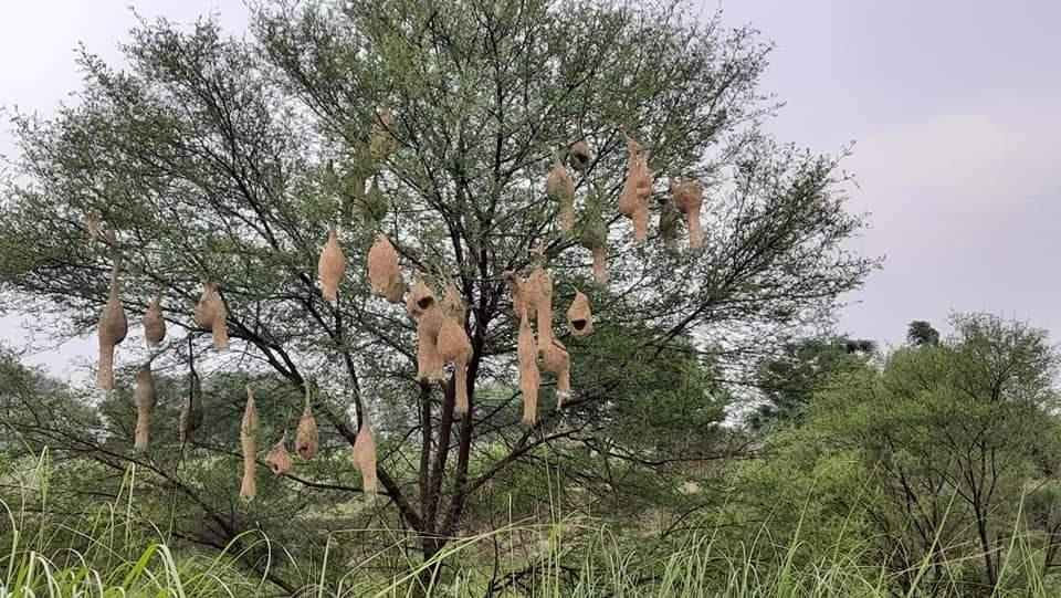 Connection with Nature! Are we losing it?