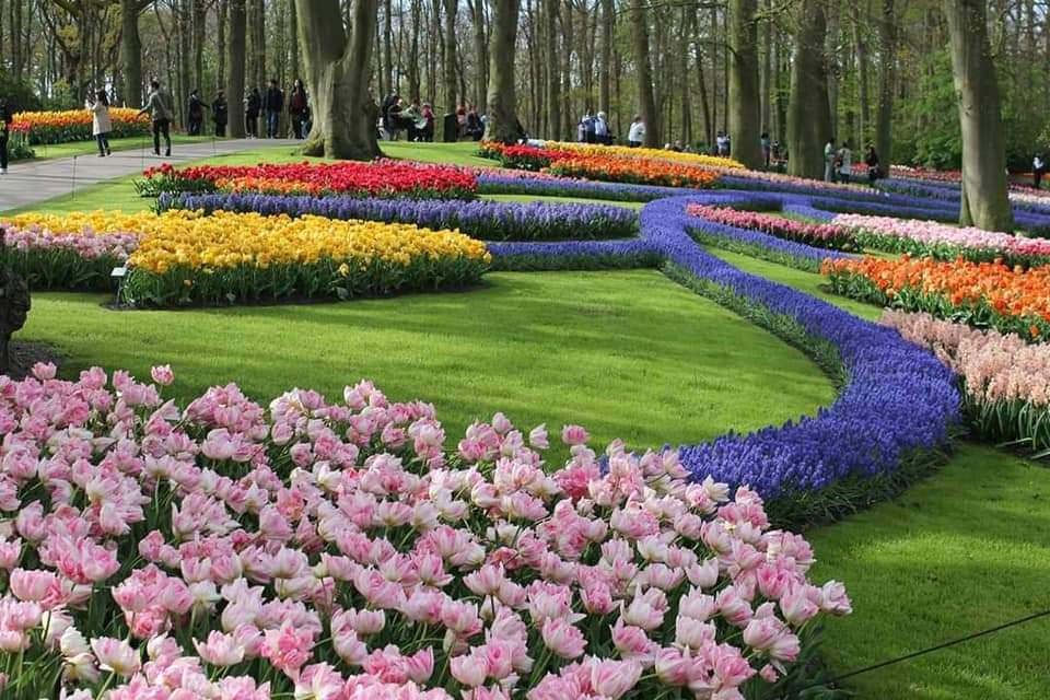 Tulip fields, Keukenhof from Rotterdam