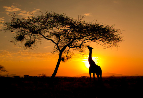 ☆ africancoffee☆ African Sunrise | looneybean-coffee