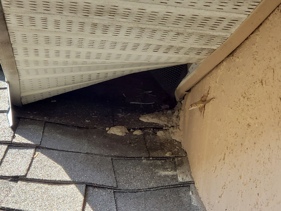 Raccoon Removal in Polk County, Pasco County, and Hillsborough County Florida