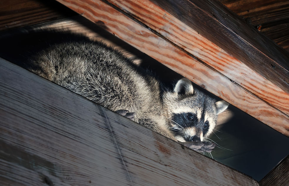 Raccoon in attic in Polk County, Pasco County and Hillsborough County Florida