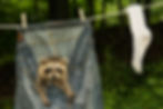 Cute as they may be, a raccoon in an attic in Winter Haven, Lakeland or Davenport can be a major headache!