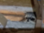 Raccoon trapping and removal services in Polk County, Pasco County and Hillsborough County, Florida