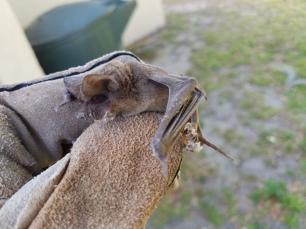Bat in glove Citrus County Florida