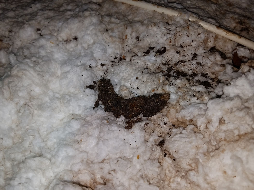 Raccoon feces in attic Polk County, Pasco County, and Hillsborough County Florida
