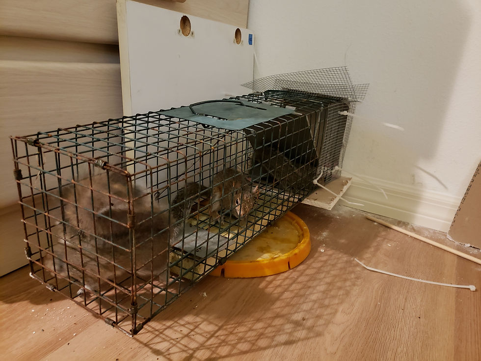 Squirrel Removal services in Polk County, Pasco County and Hillsborough County, Florida