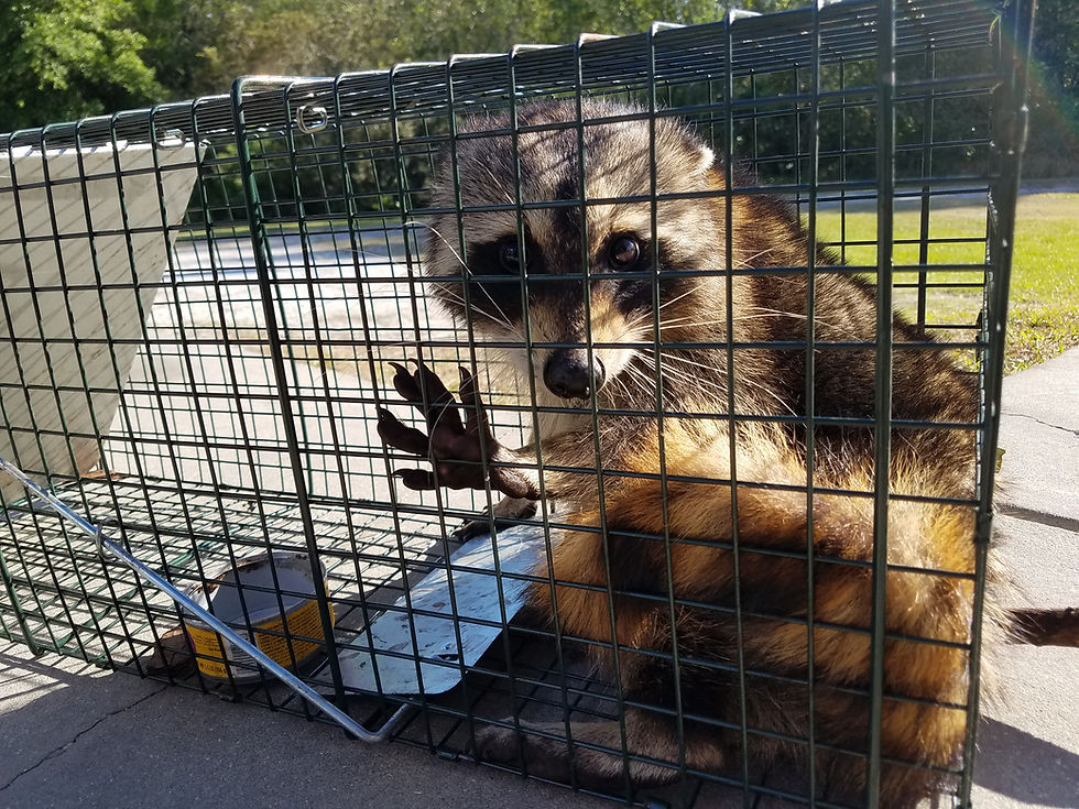 Raccoon trapped in Floral City, FL
