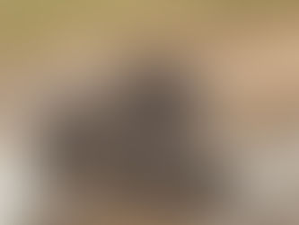 News Flash: Socialite Envoy-to-be Plans New Wild Animal Handbags