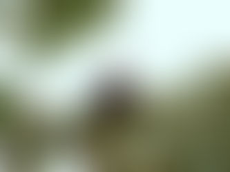 Pic of the Week: Proud Eagle