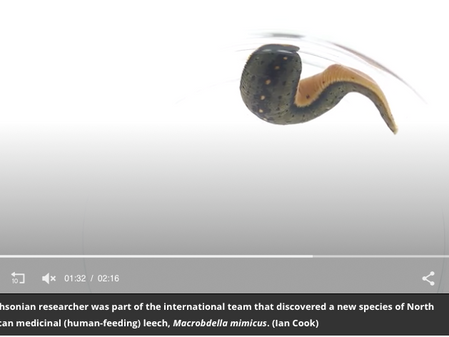 New Species of Bloodsucking Leech Found Near DC