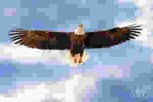 eagle in flght