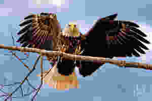 Bald eagle lands, claws extended