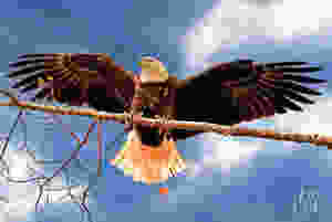 Bald eagle on branch