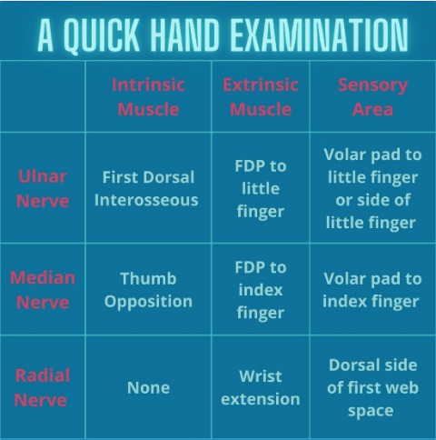 Diagram showing the main nerves of the hands — median, ulnar, and radial — and their distribution. Source: Australian Hand Therapy Association (AHTA).