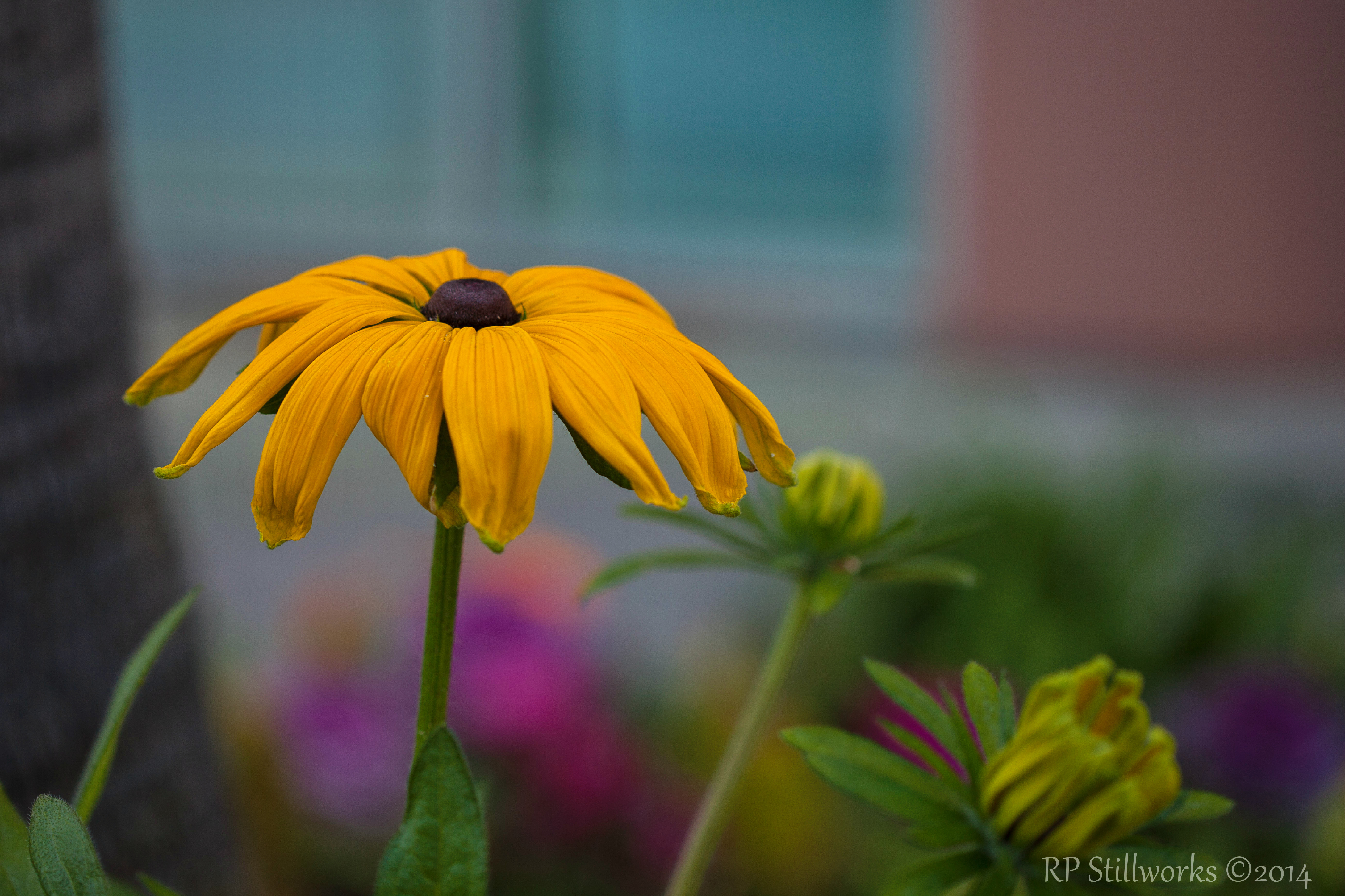 "Early Riser"