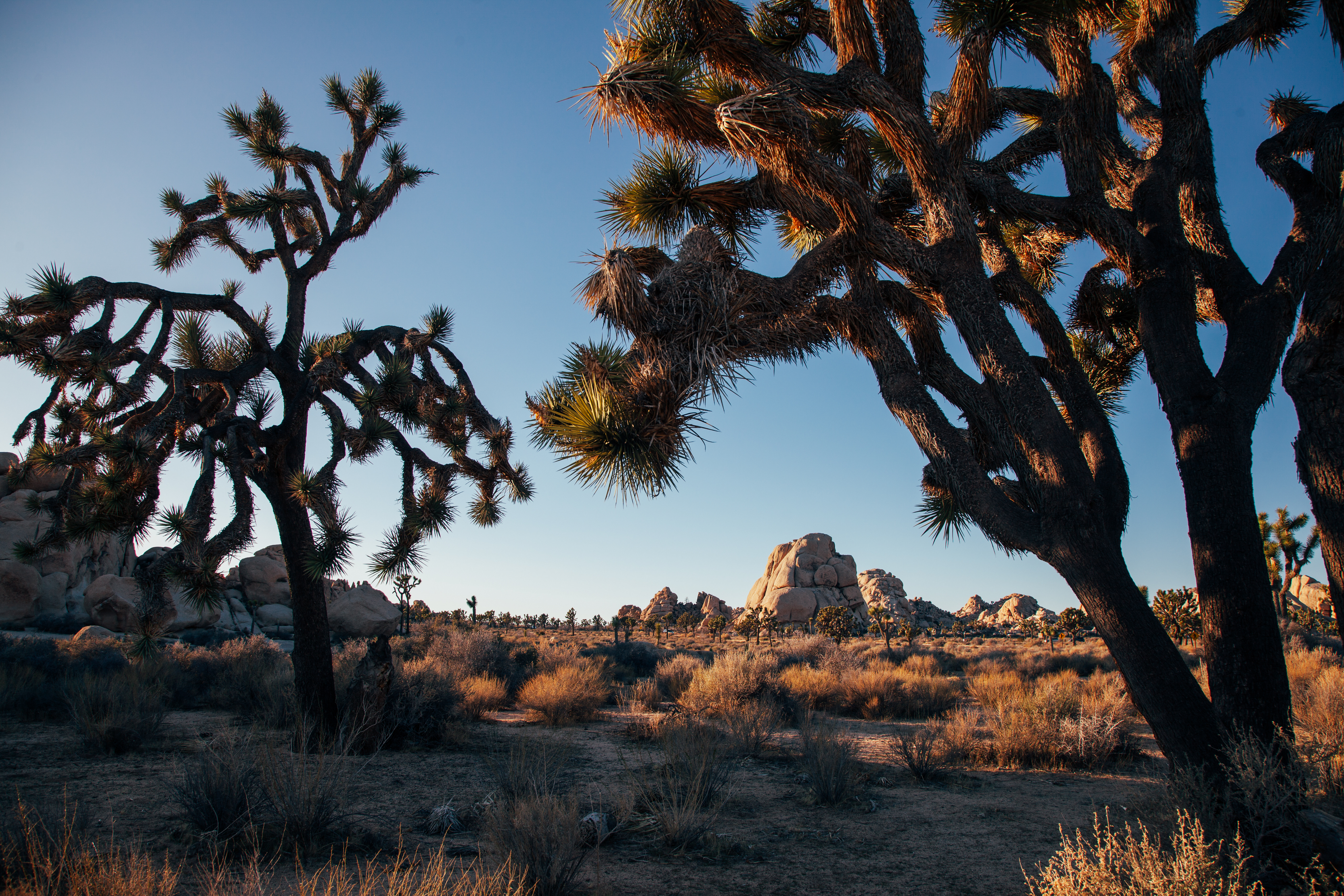 "Joshua's Trees"