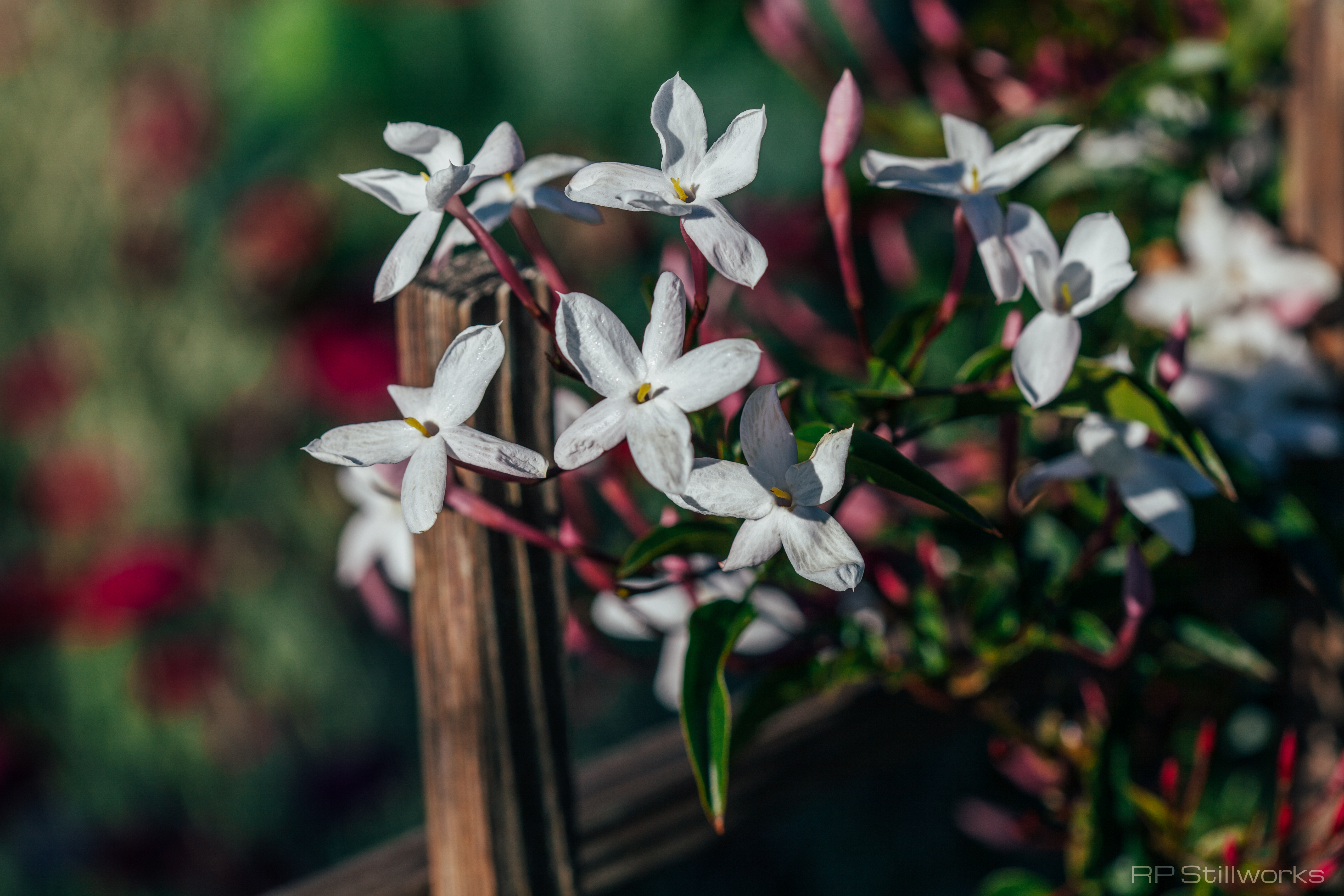 Jasmine