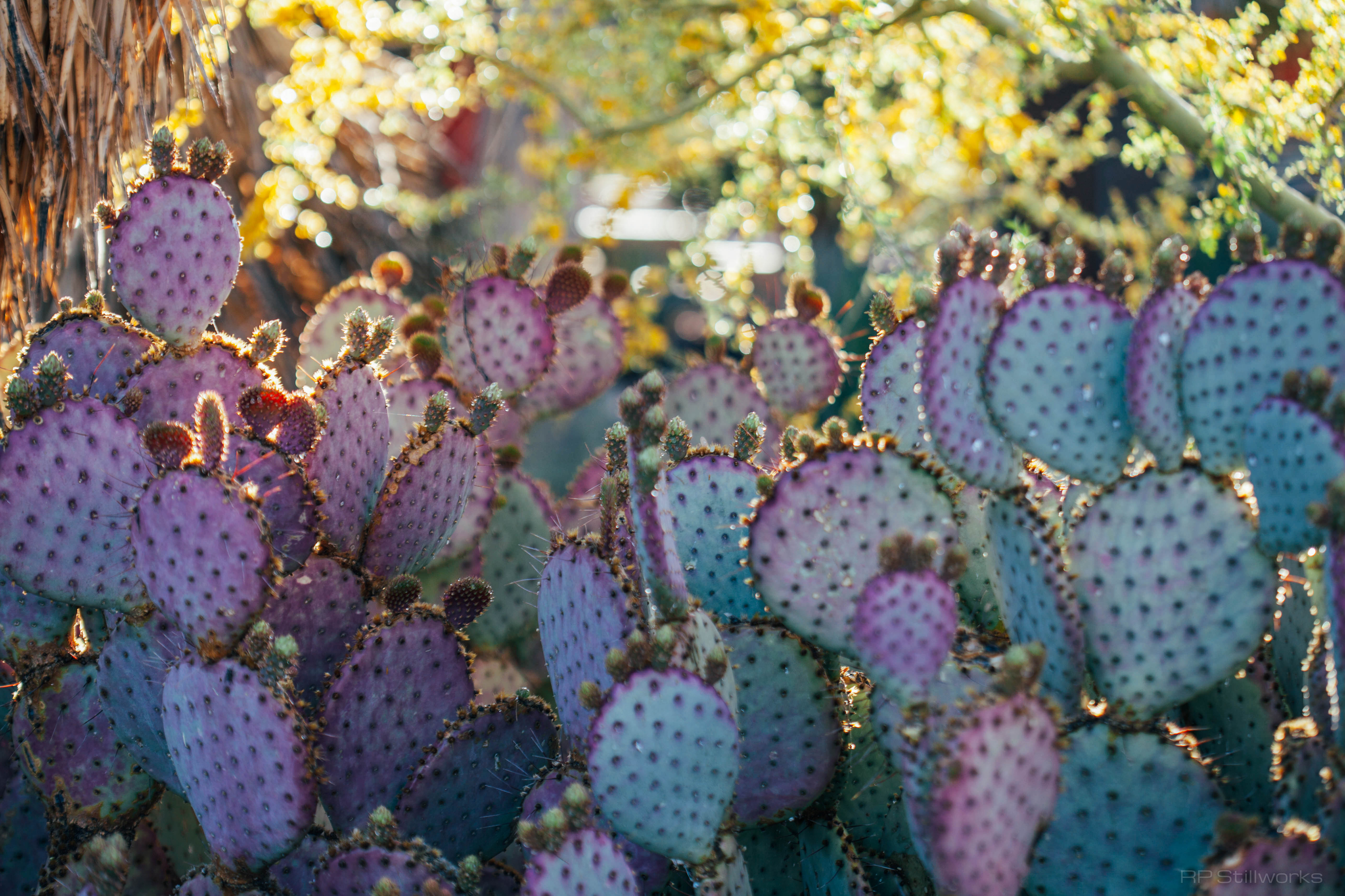"Cactus League"