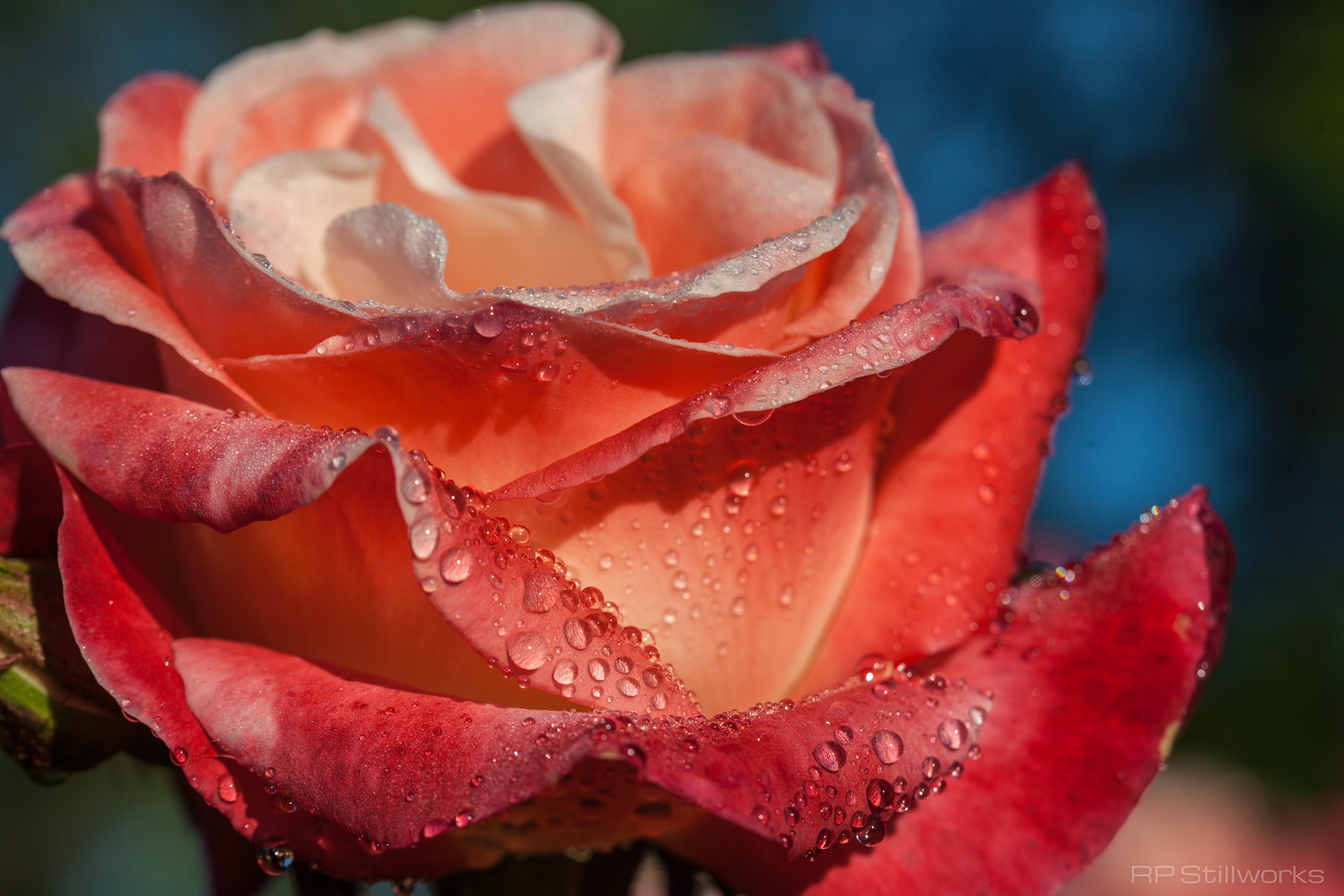 _In Dew Time_
