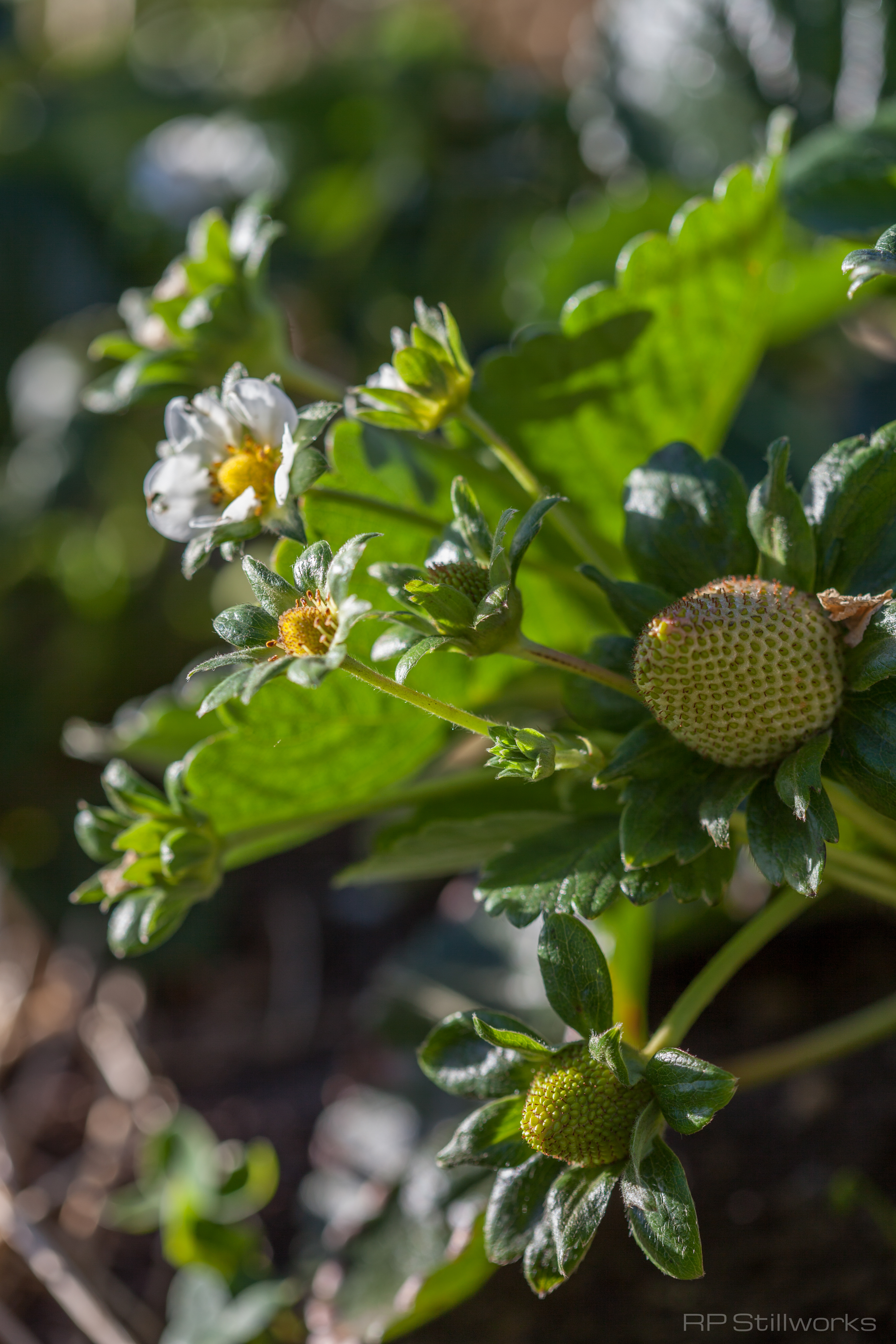 Strawberries on the Vine
