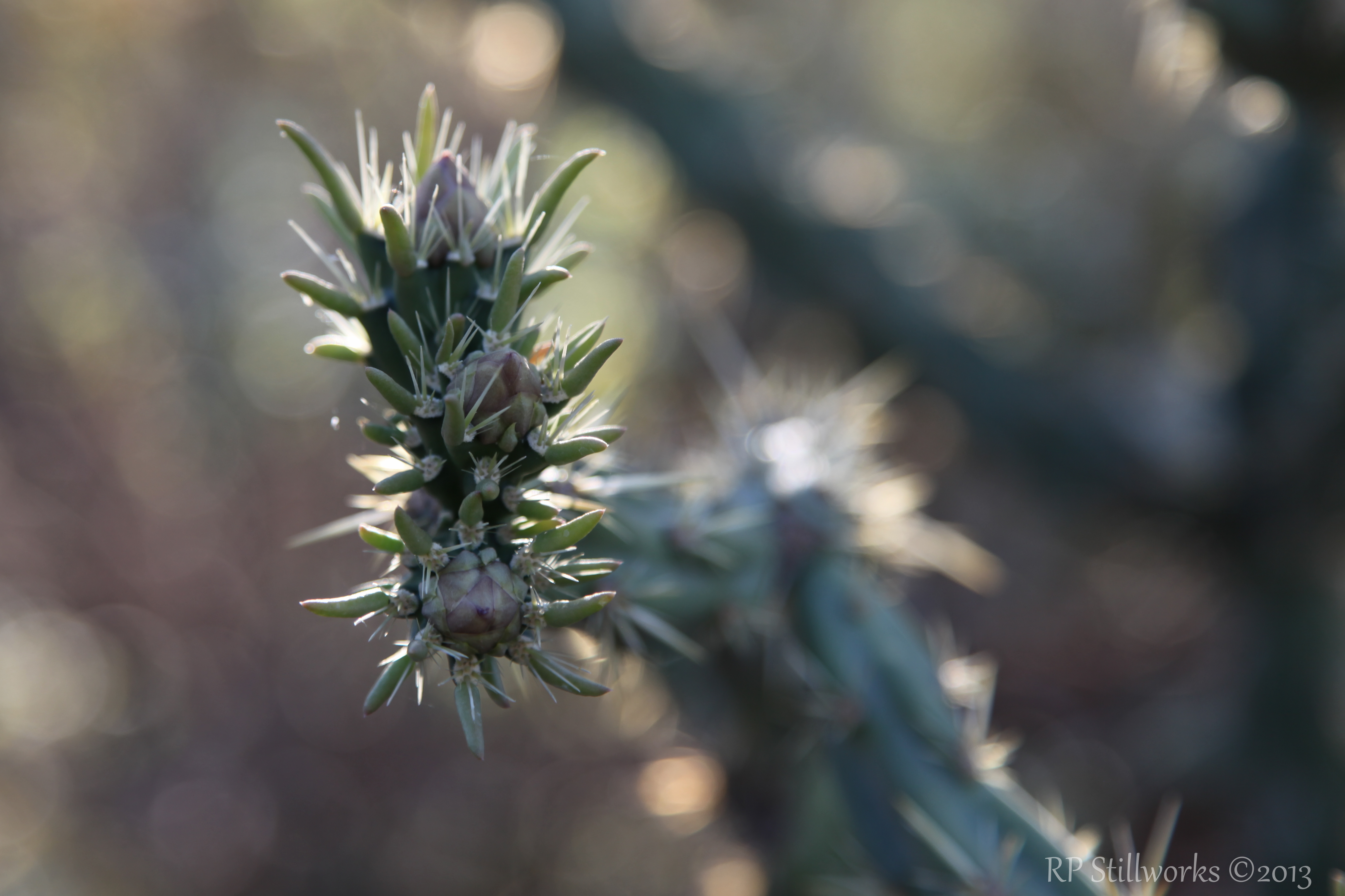 "Hidden Thorns"
