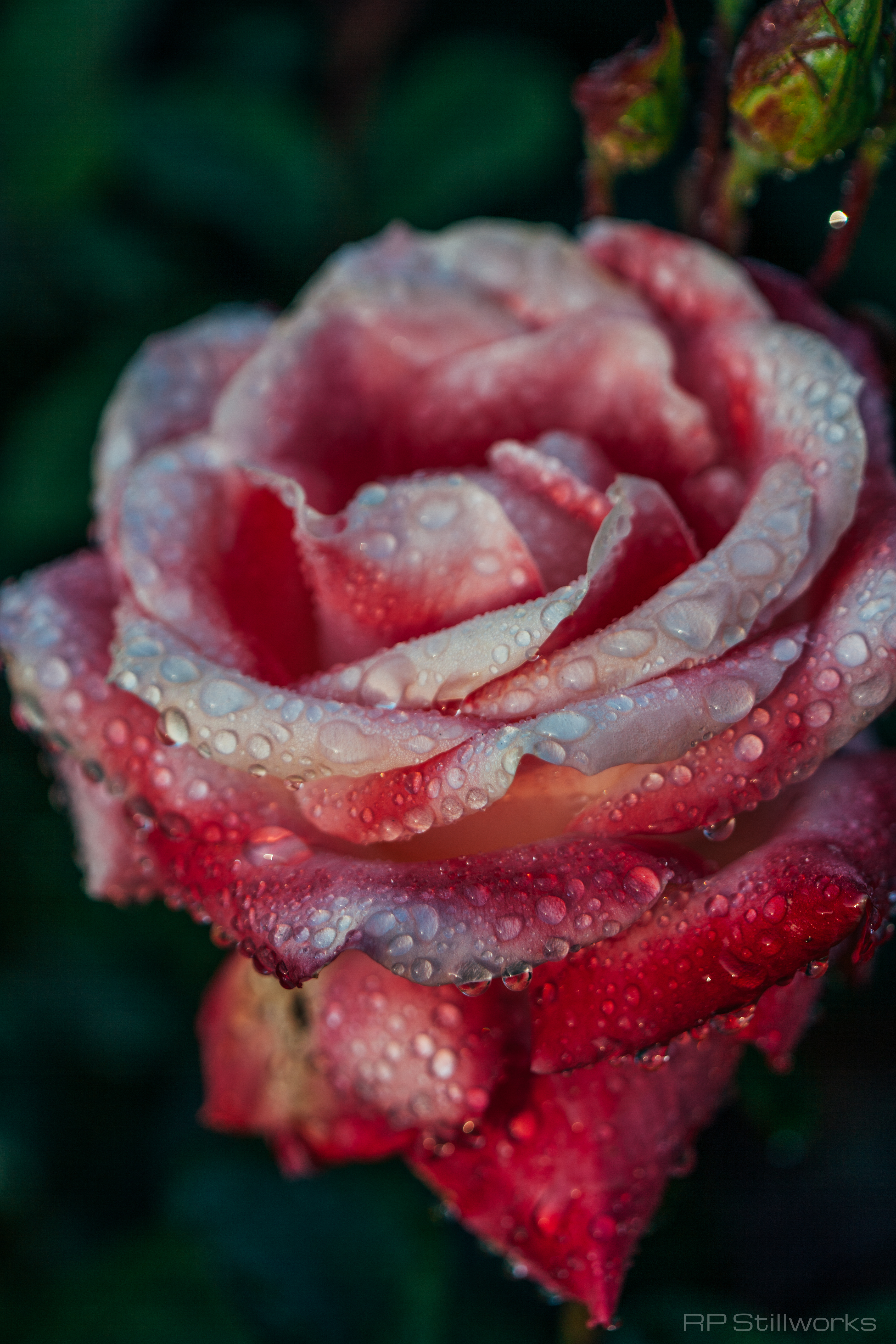 "Rosé"
