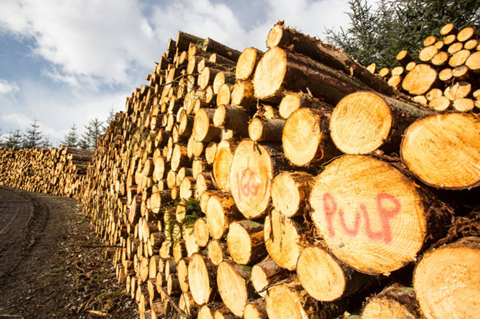 Wood Pulp