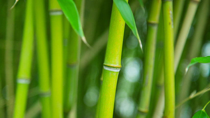 Bamboo Paper: Rapid Renewable Resource