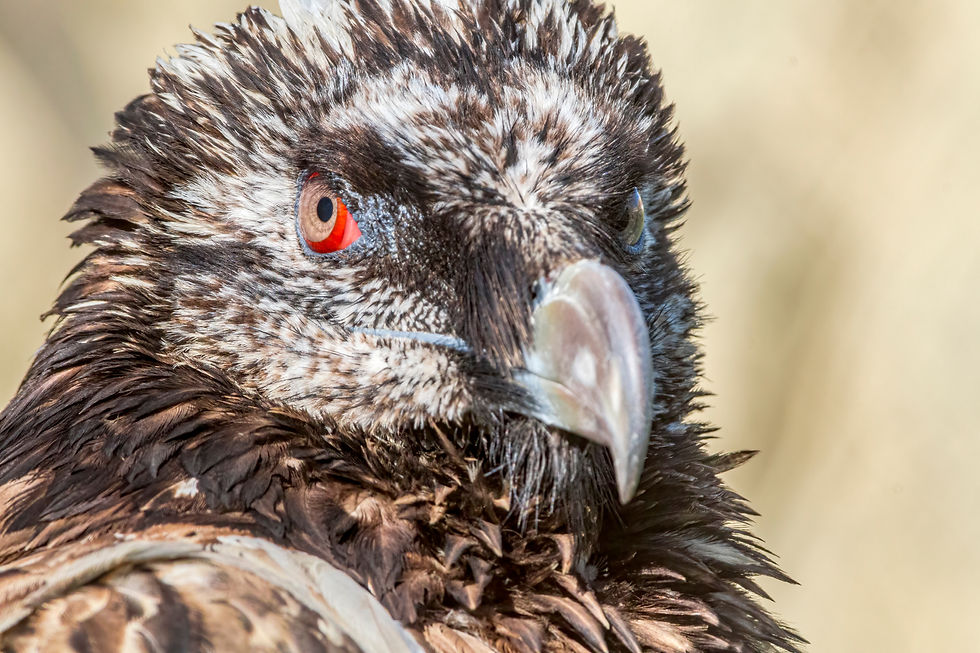 Juv Eye.jpg