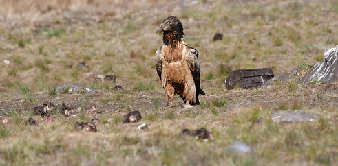 Subadult at feeding station