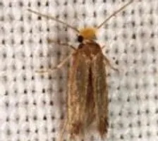 Mite Vestimentaire Trou Nhe Mites Textiles Et Alimentaires Solutions En Cas D Invasion