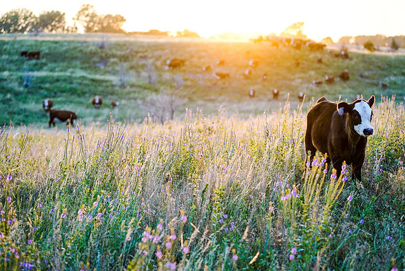 cattle_prairie.jpg