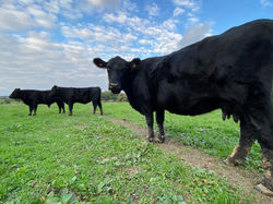 Viande Angus Florimont - vente directe 2