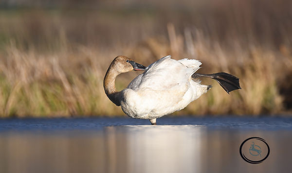 DSC_2915 (5)-DeNoiseAI-clear1.jpg