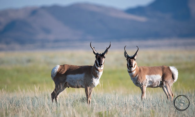 deer-00b-8-8b (1 of 1)-Dn-cl.jpg