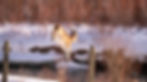 deer-jump21 (1 of 1)