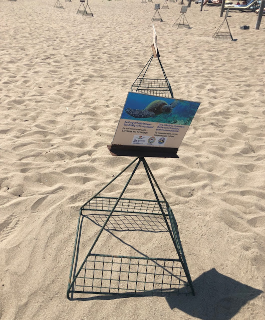 iztuzu plajı caretta caretta