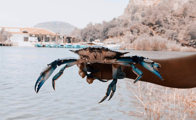 blue crab