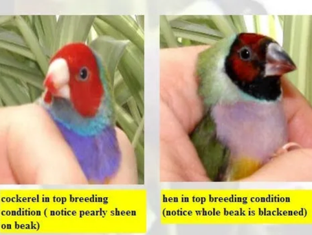 Finch Breeding Guide: Ages, Signs, and Best Practices for Lady Gouldian Finches