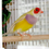 Thumbnail: Yellow Back Purple Breast