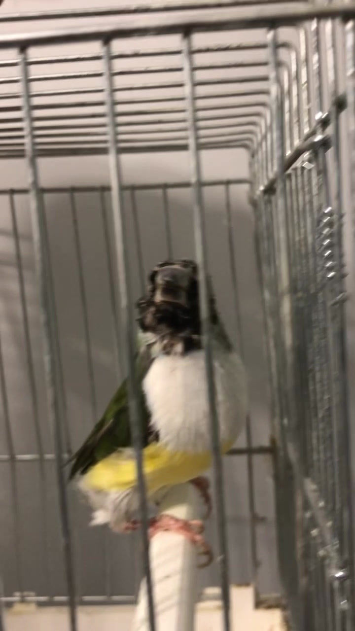 Thumbnail: Broccoli Punch -Feather Maintenance Supplement for Birds  (100 g)