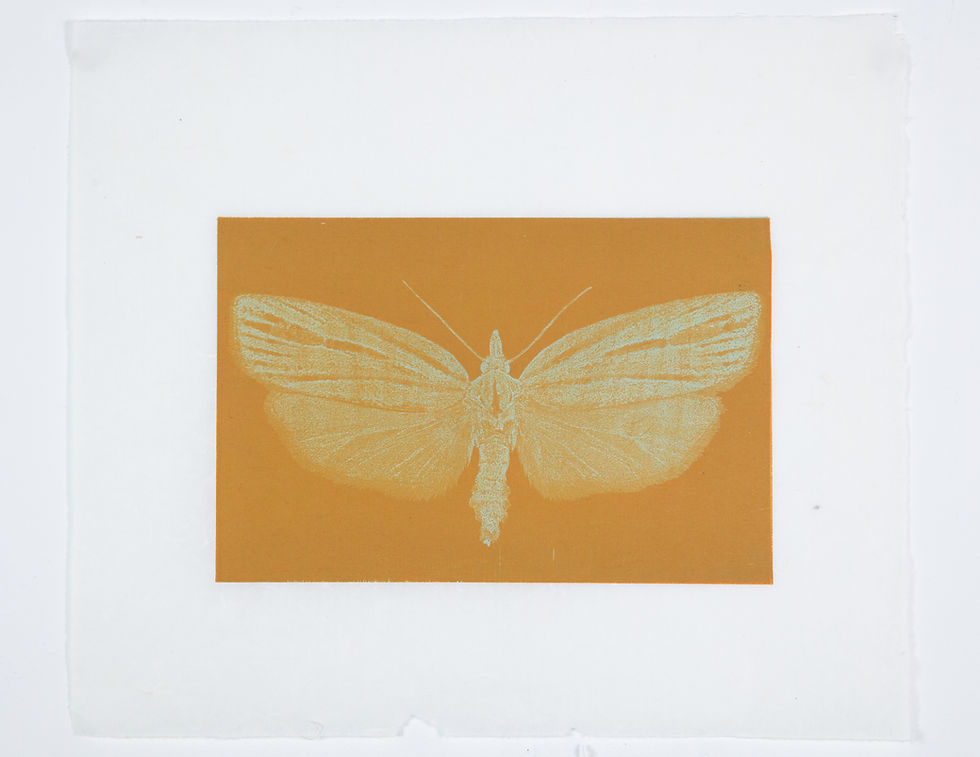Thumbnail: Moth #3 Sonoran Cranbid Sonora Mexico