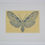 Thumbnail: Moth #9 Calidota divina Mesa Campenero Sonora Mexico