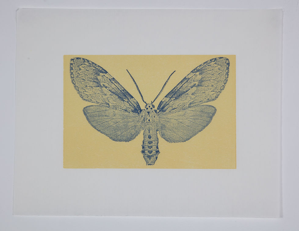 Thumbnail: Moth #9 Calidota divina Mesa Campenero Sonora Mexico