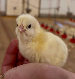 chick.jpg