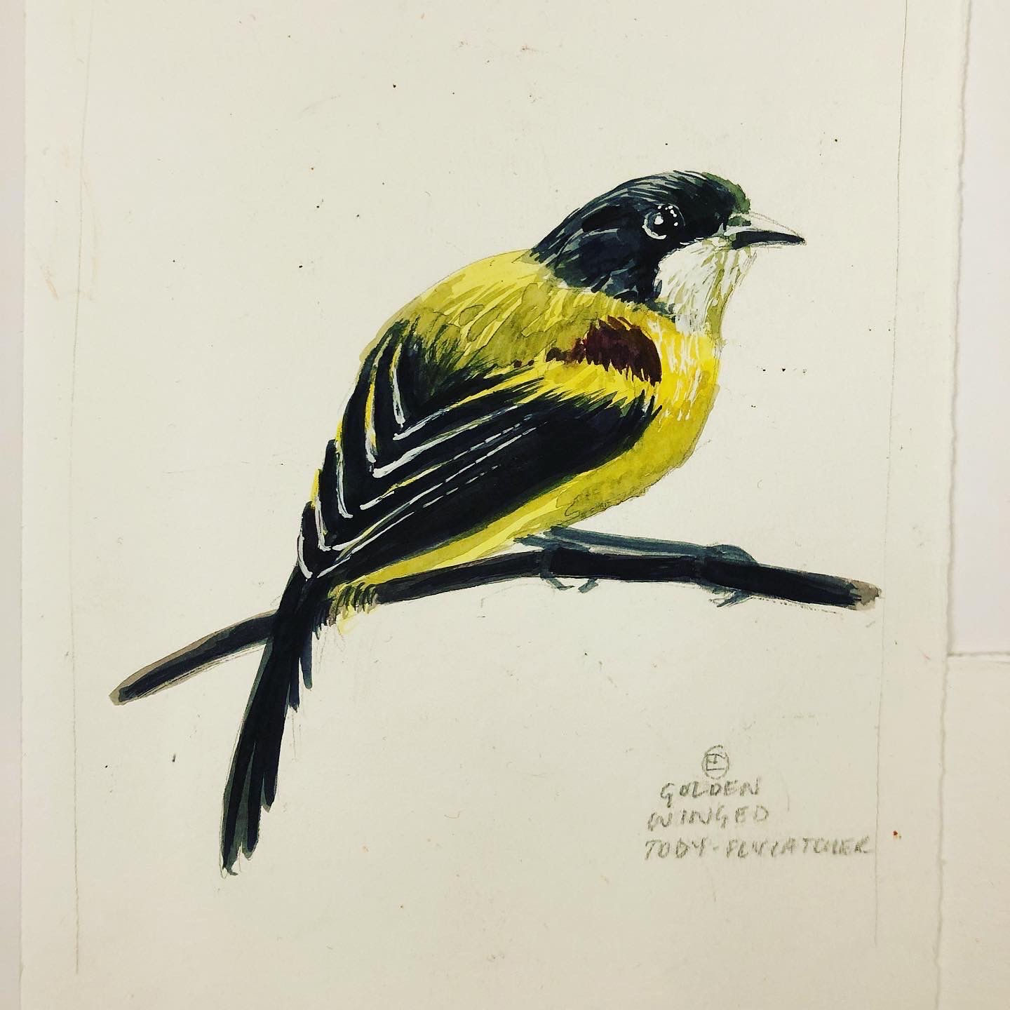 #34 The Golden Winged Tody-Flycatcher