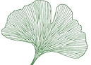 feuille_Ginkgo.jpg