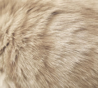 orange tabby cat on brown textile_edited