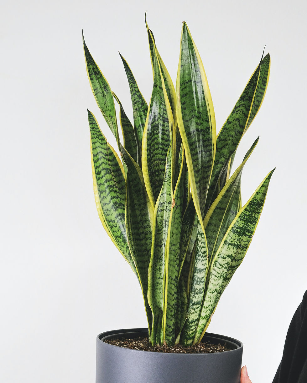 Miniatura: Sansevieria